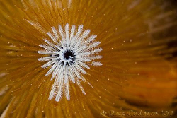 Detail of Christmas Tree Worm.  Ningaloo Reef, Western Au... by Ross Gudgeon 